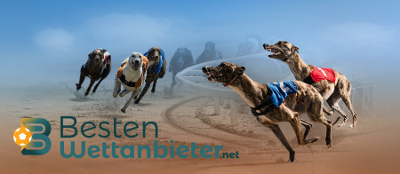 Hunderennen Wetten in Österreich